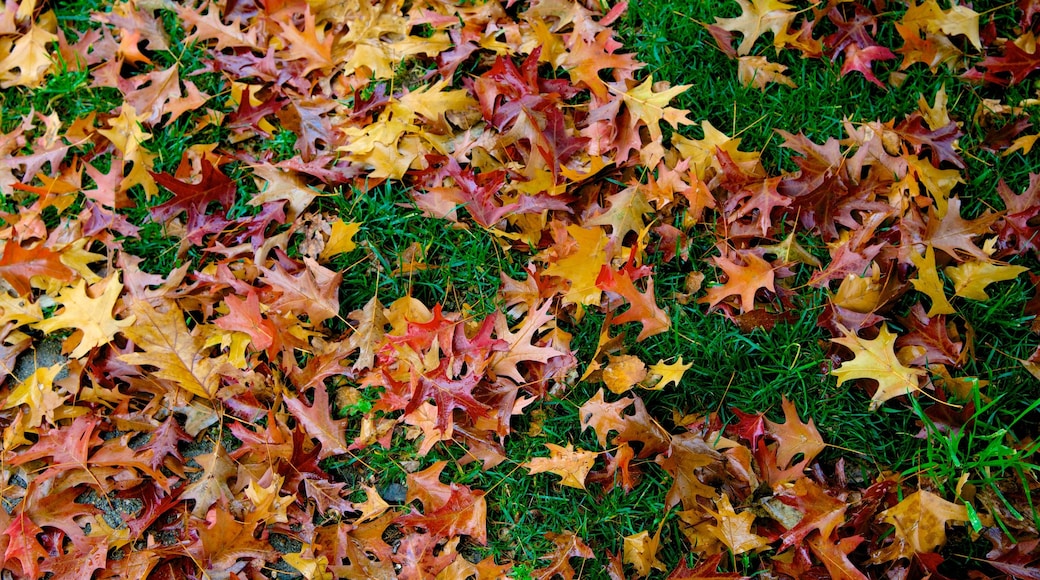 Keene ofreciendo hojas de otoño