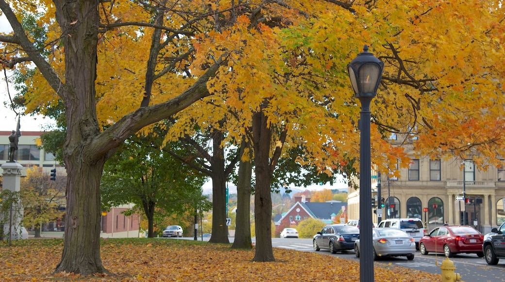 Pittsfield mostrando hojas de otoño