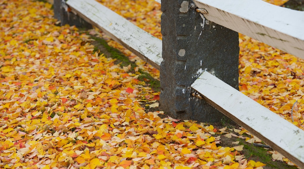 Sureste de Massachusetts ofreciendo hojas de otoño