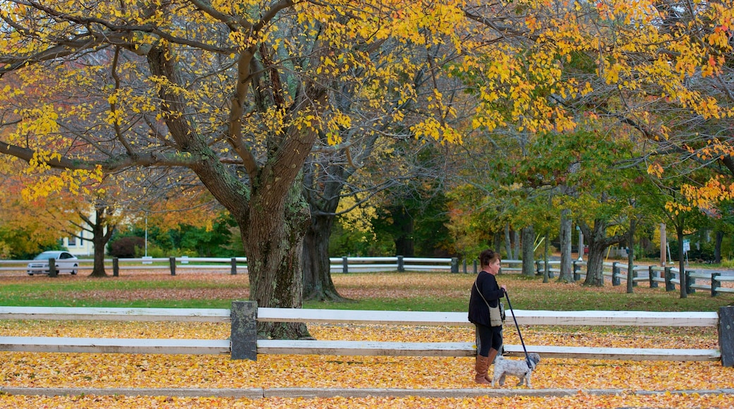 Sudeste de Massachusetts que inclui folhas de outono assim como uma mulher sozinha