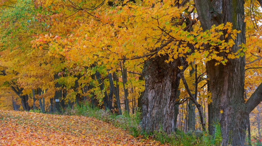 Southeast Massachusetts showing autumn colours, forest scenes and autumn leaves