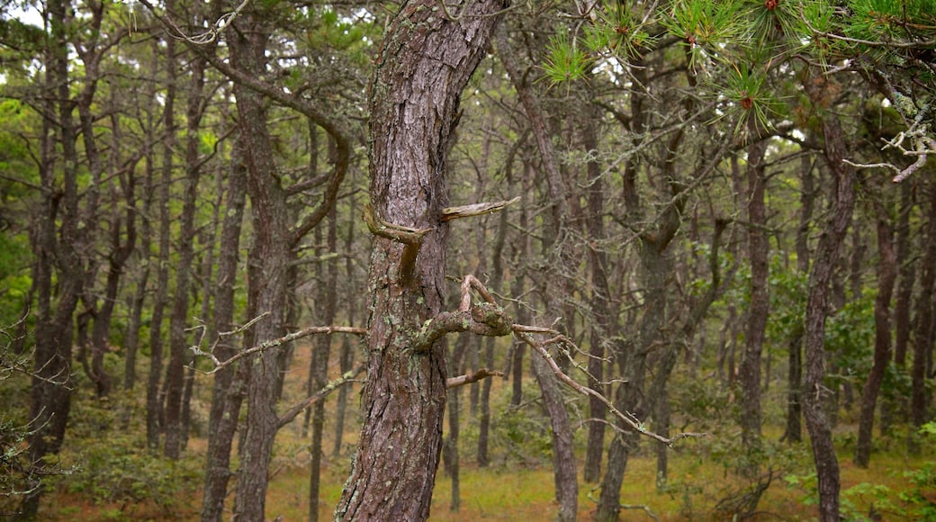 Cape Cod National Seashore caracterizando florestas