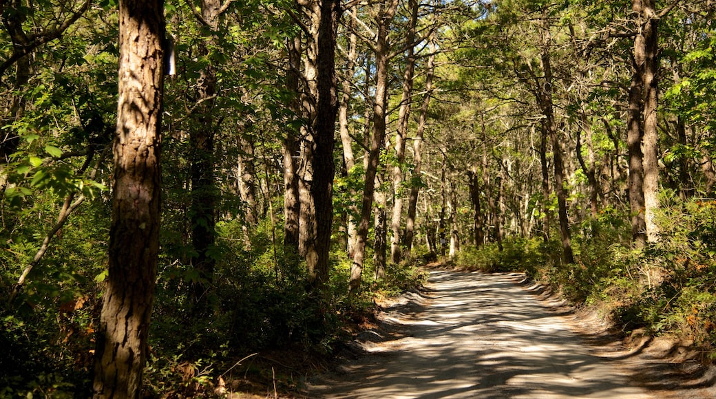 South Cape Beach State Park featuring forests