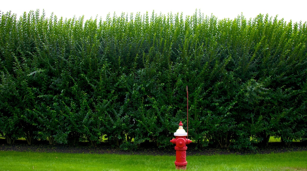 Orleans caracterizando um jardim