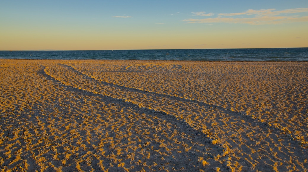 Sandy Neck Beach showing a pebble beach