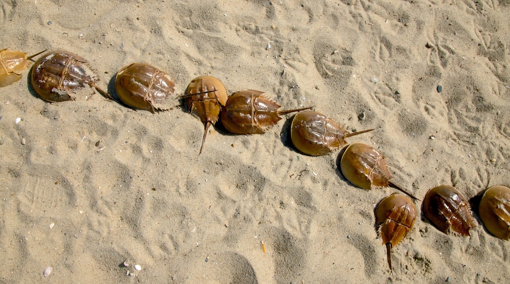 West Dennis Beach showing marine life and a sandy beach