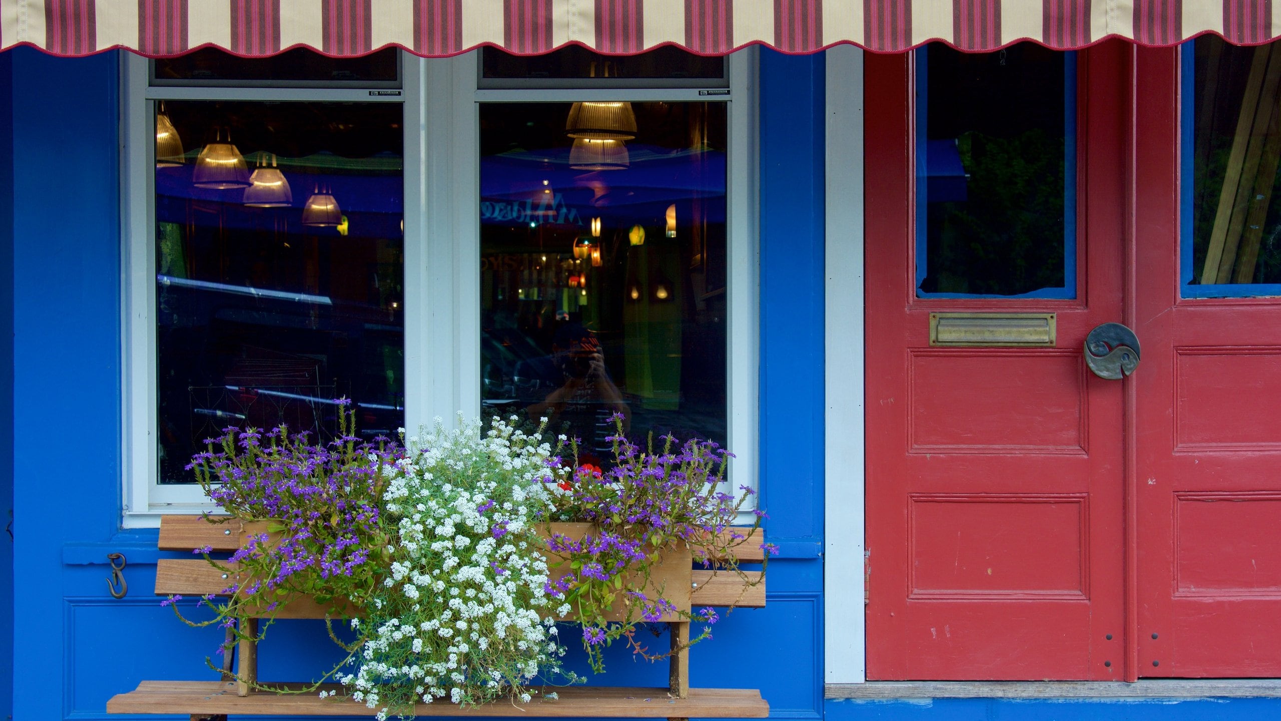 Stonington showing flowers and shopping