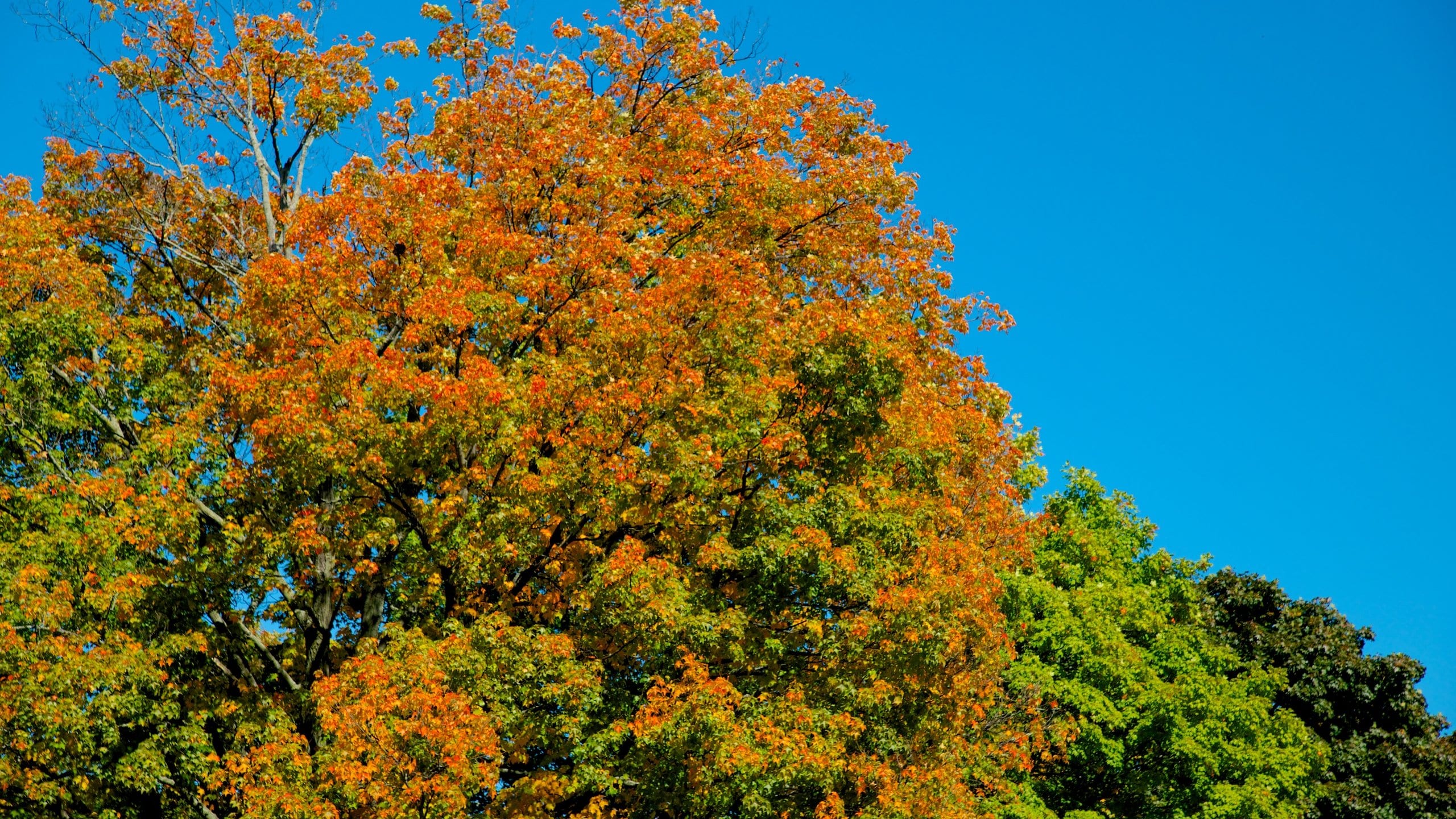 Nashua showing autumn leaves
