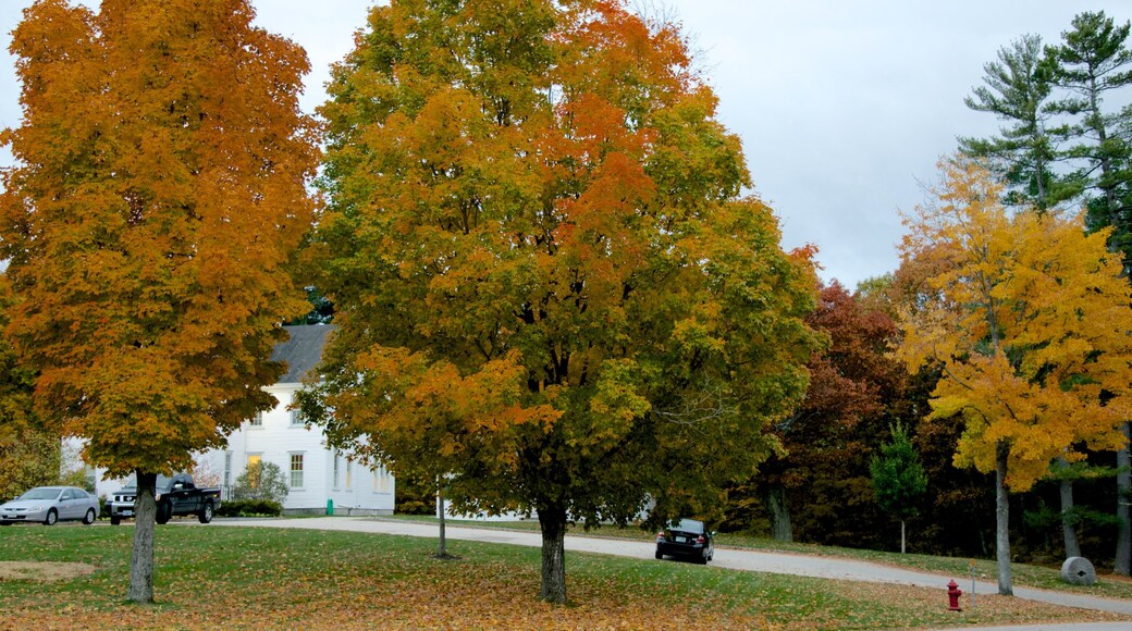 Hancock showing autumn leaves