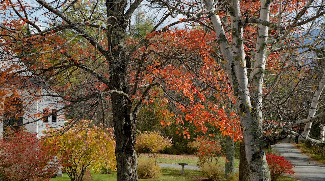 Sugar Hill showing autumn leaves