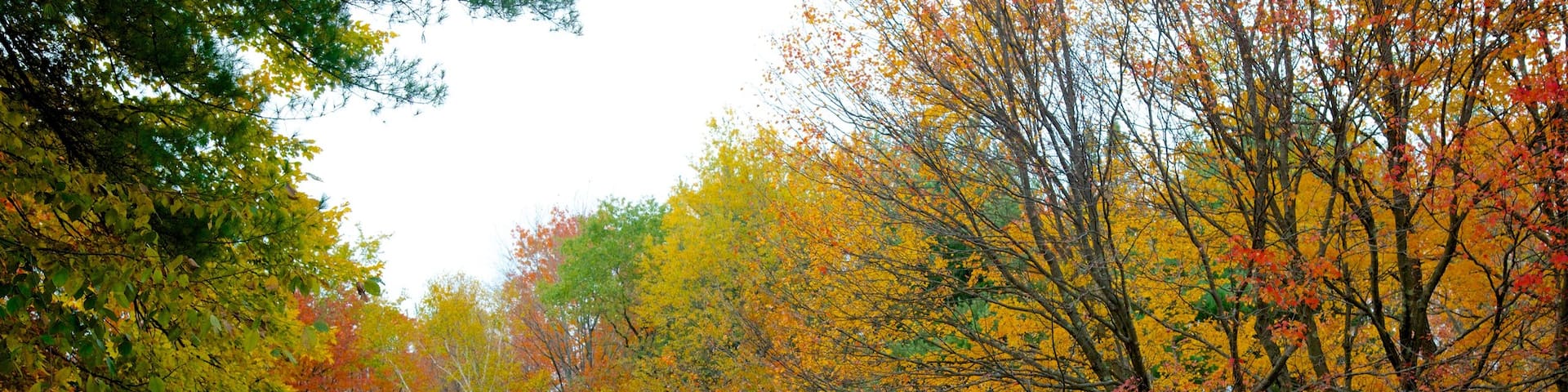 Peterborough showing autumn leaves and a house