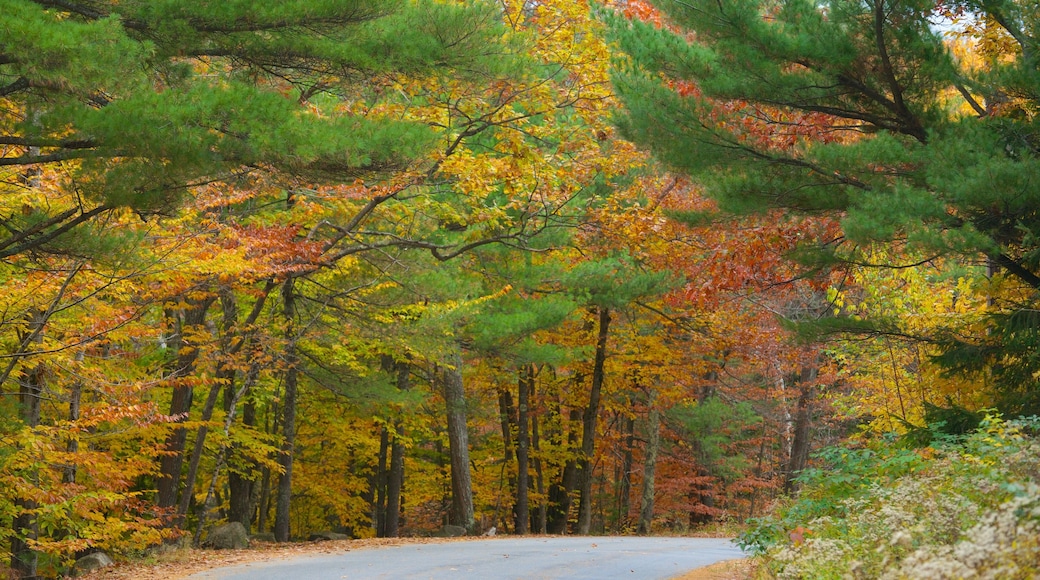 Dublin showing forest scenes and autumn colours