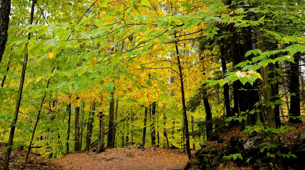 Chesterfield showing forests