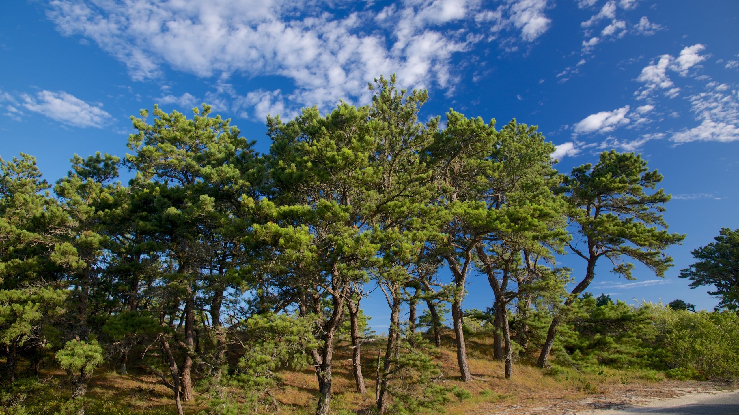 Cape Cod National Seashore which includes tranquil scenes