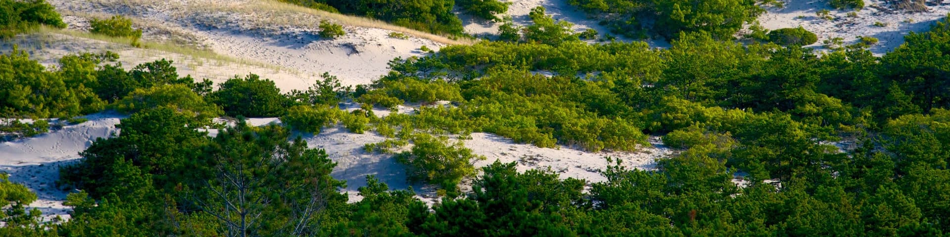 Cape Cod National Seashore welches beinhaltet ruhige Szenerie und allgemeine Küstenansicht
