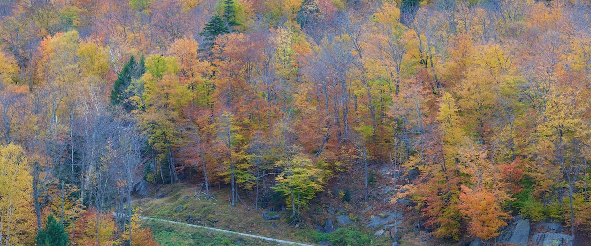 Mount Washington State Park which includes forest scenes and fall colors