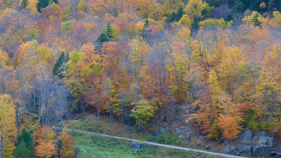 Mount Washington State Park mit einem Herbstfarben und Waldmotive