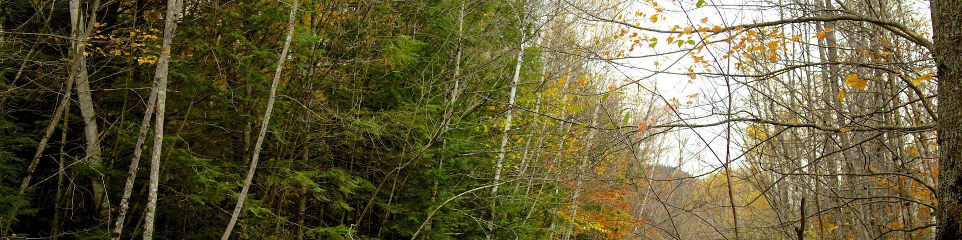 Lost River Gorge and Boulder Caves which includes forest scenes and a river or creek