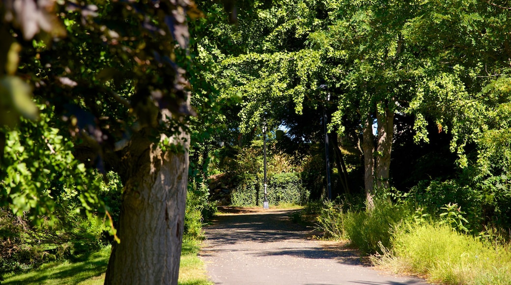 Burial Hill showing a garden