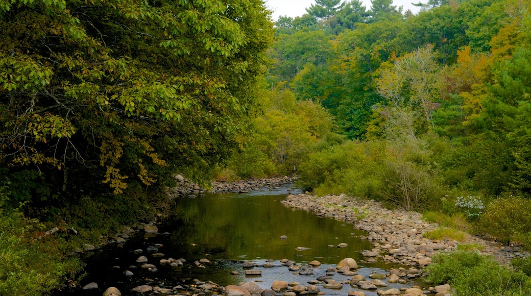 Maine showing forest scenes and a river or creek