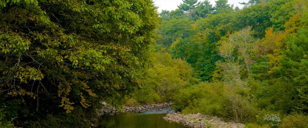 Maine showing forest scenes and a river or creek