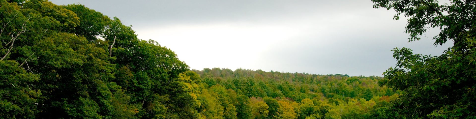 Maine showing a river or creek and forest scenes