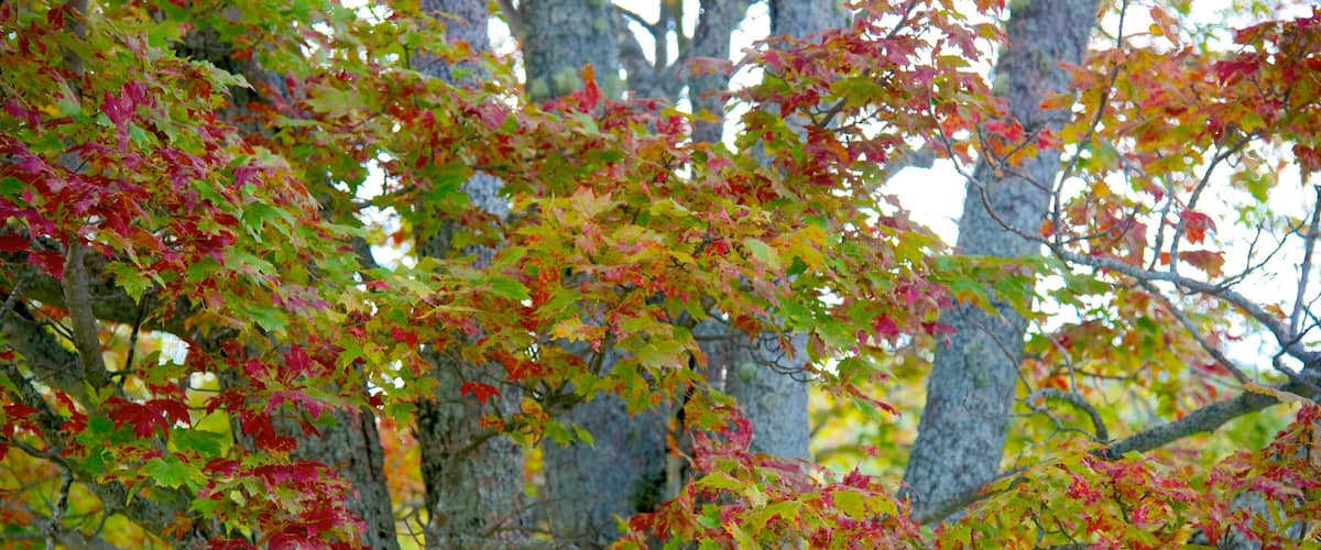 New Hampshire trong đó bao gồm lá mùa thu