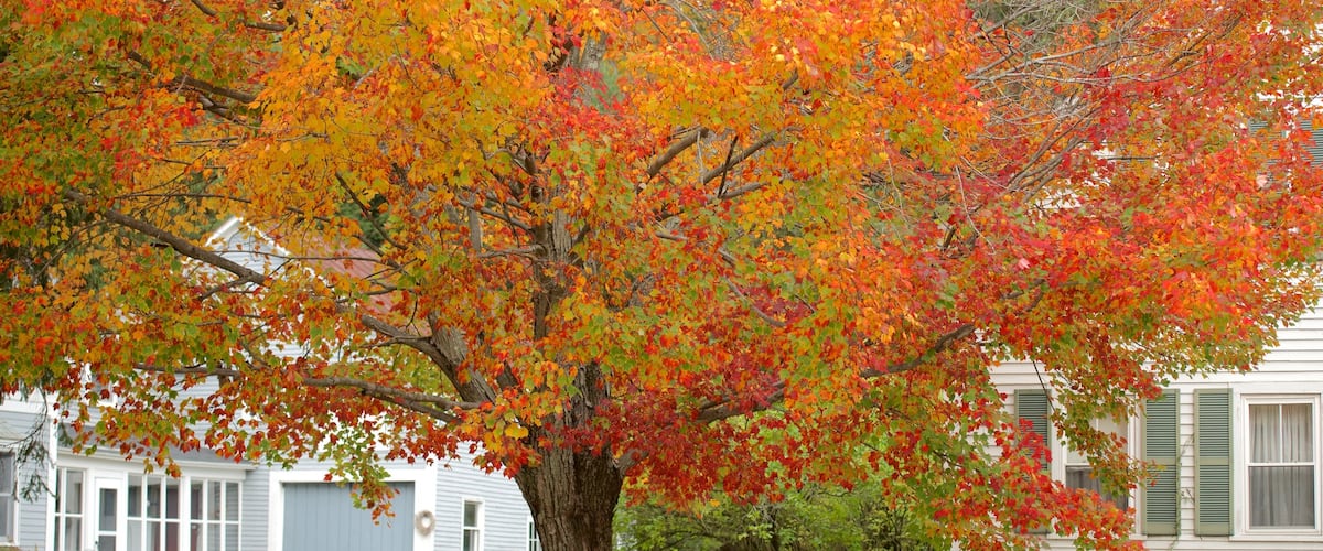 New Hampshire ofreciendo una casa y hojas de otoño