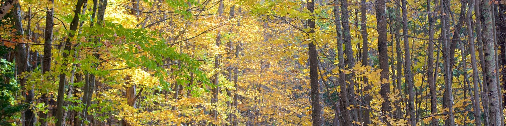 New Hampshire featuring autumn leaves and forest scenes
