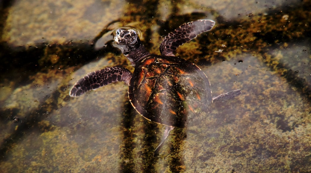 Mana Island showing marine life