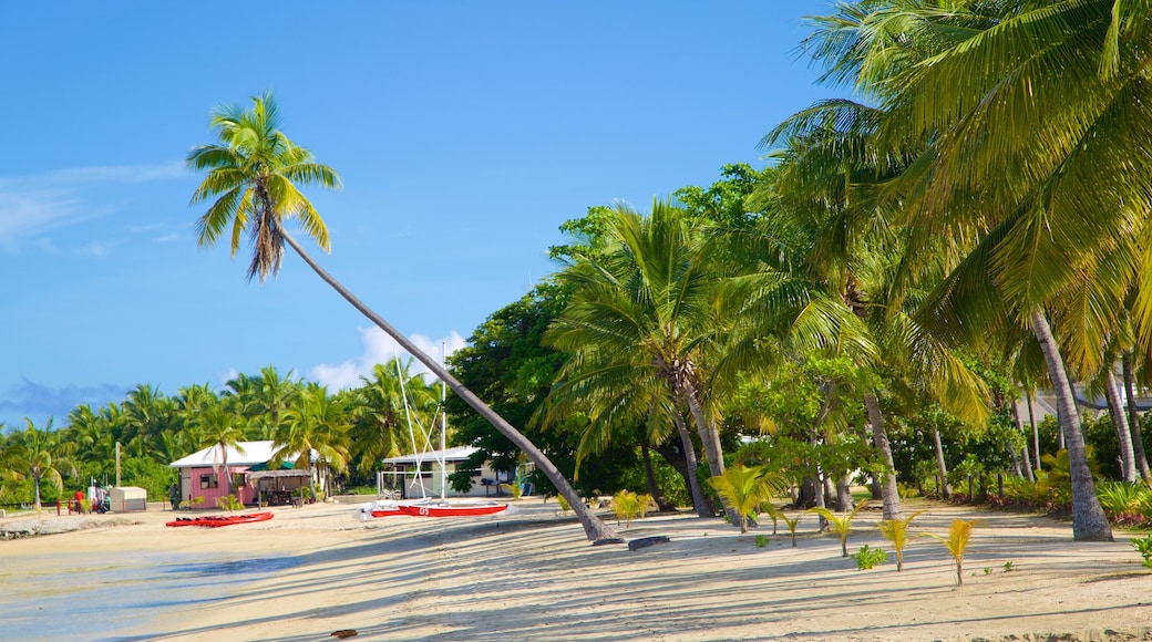 Musket Cove Marina which includes a beach and tropical scenes