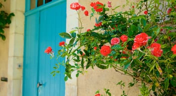 Le Mans which includes flowers and a house