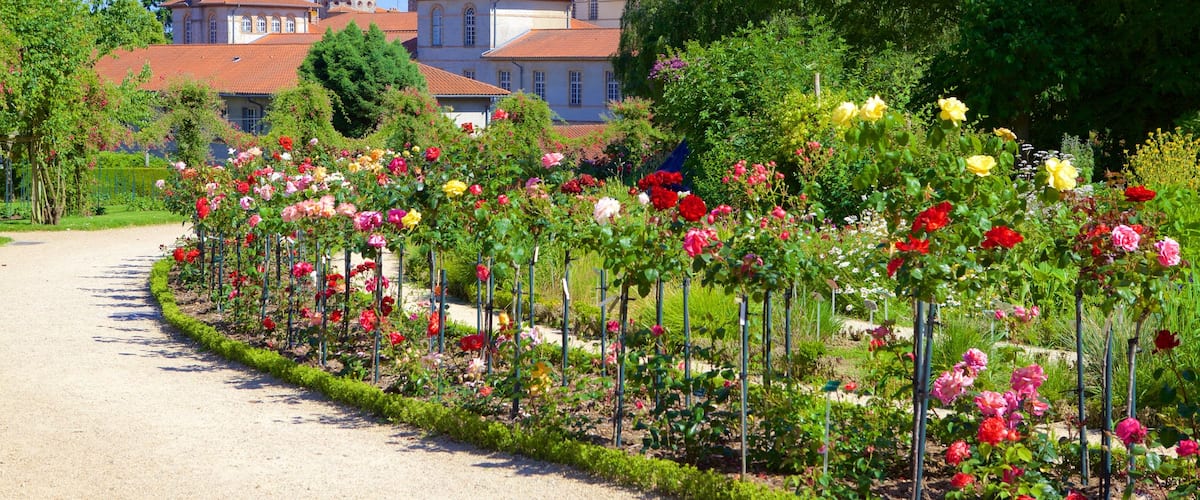 Thabor Botanic Gardens which includes flowers and a garden