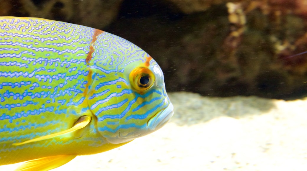 Nancy qui includes vie marine