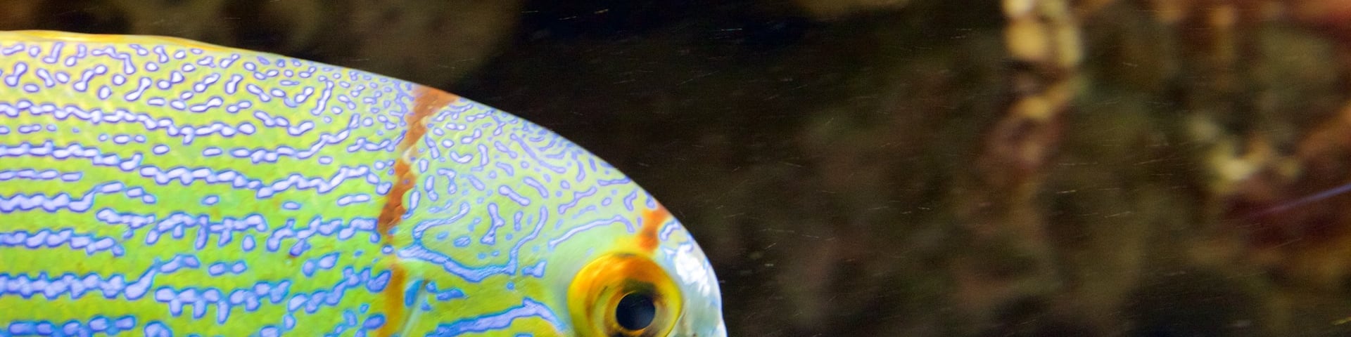 Nancy which includes marine life