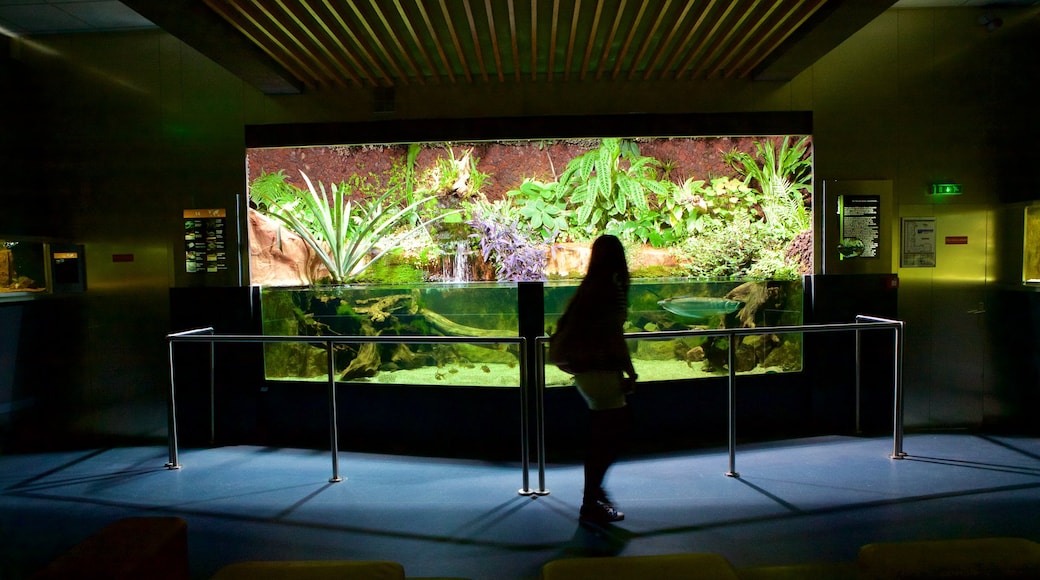 Musée Aquarium de Nancy que incluye vida marina y también una mujer