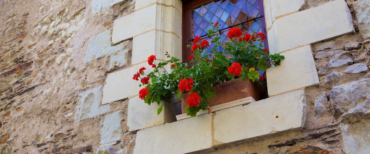 Angers que incluye flores