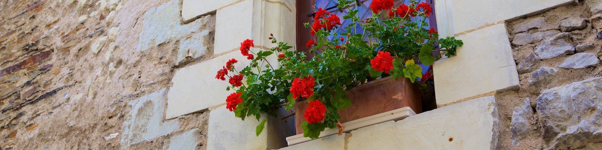 Angers montrant fleurs