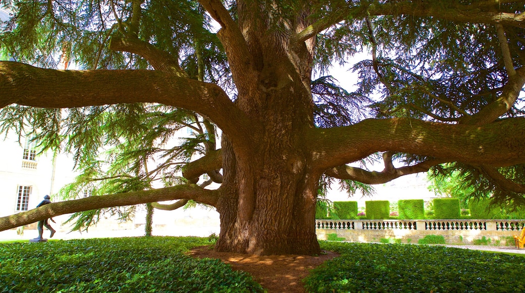 Musée des Beaux-Arts de Tours bevat een tuin