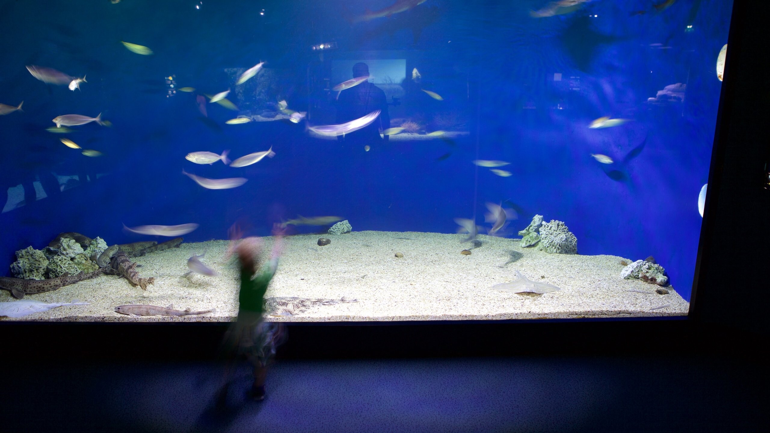 Aquarium La Rochelle showing marine life