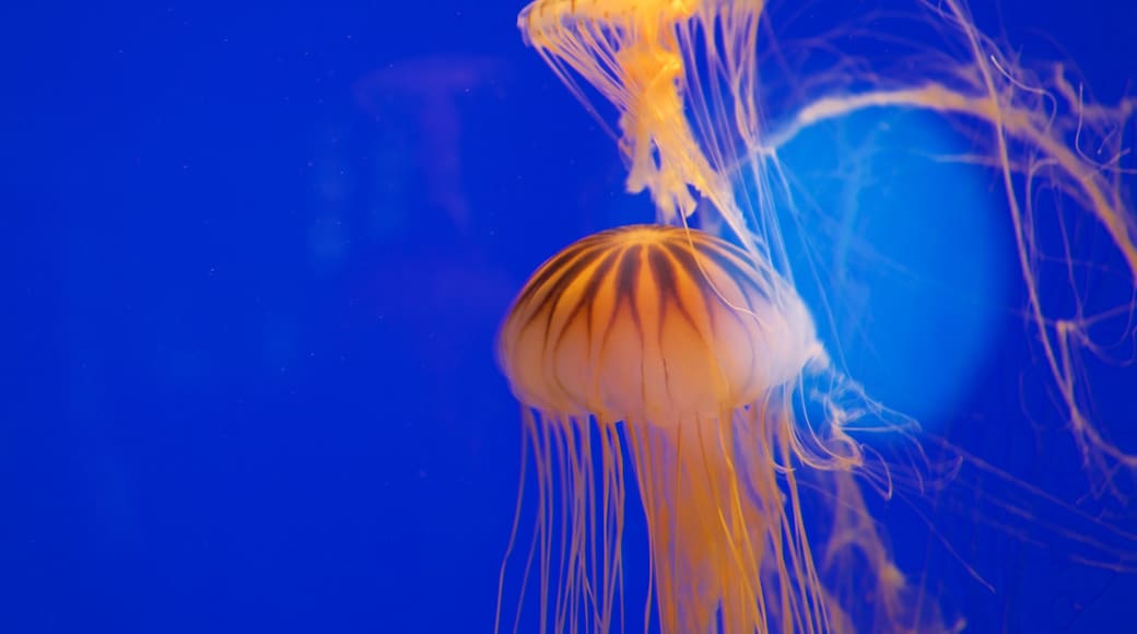 La Rochelle Agglomération