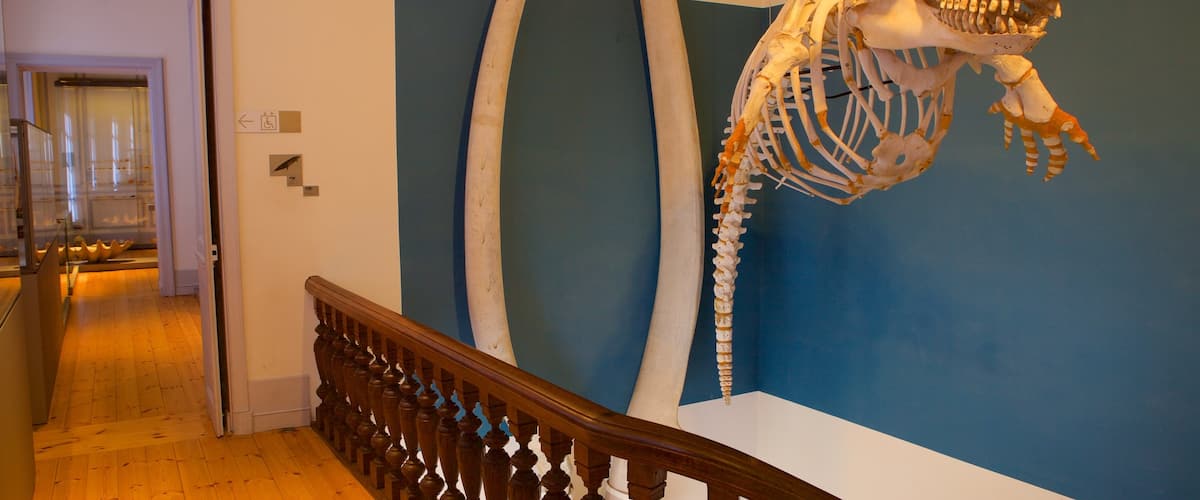 Musée d\'histoire naturelle