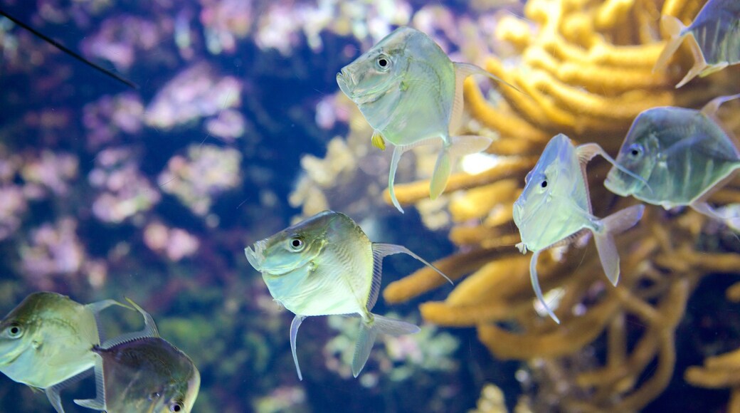 Acuario La Rochelle que incluye vida marina