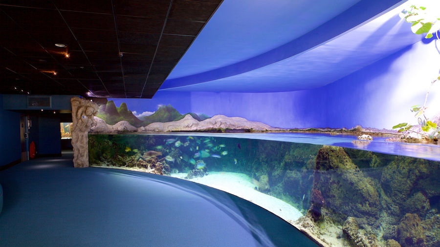 Aquarium La Rochelle which includes marine life