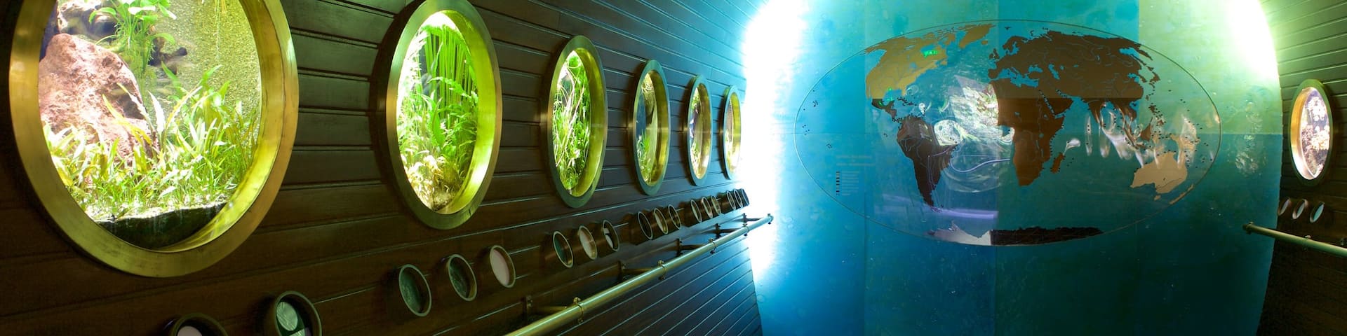 Musee Aquarium de Nancy featuring marine life