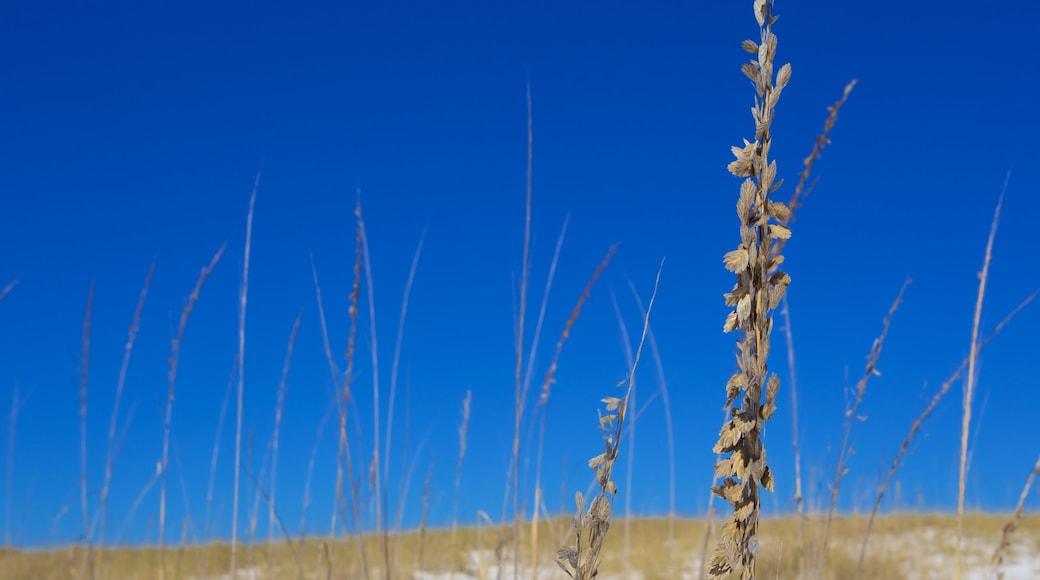 Okaloosa Island presenterar stillsam natur