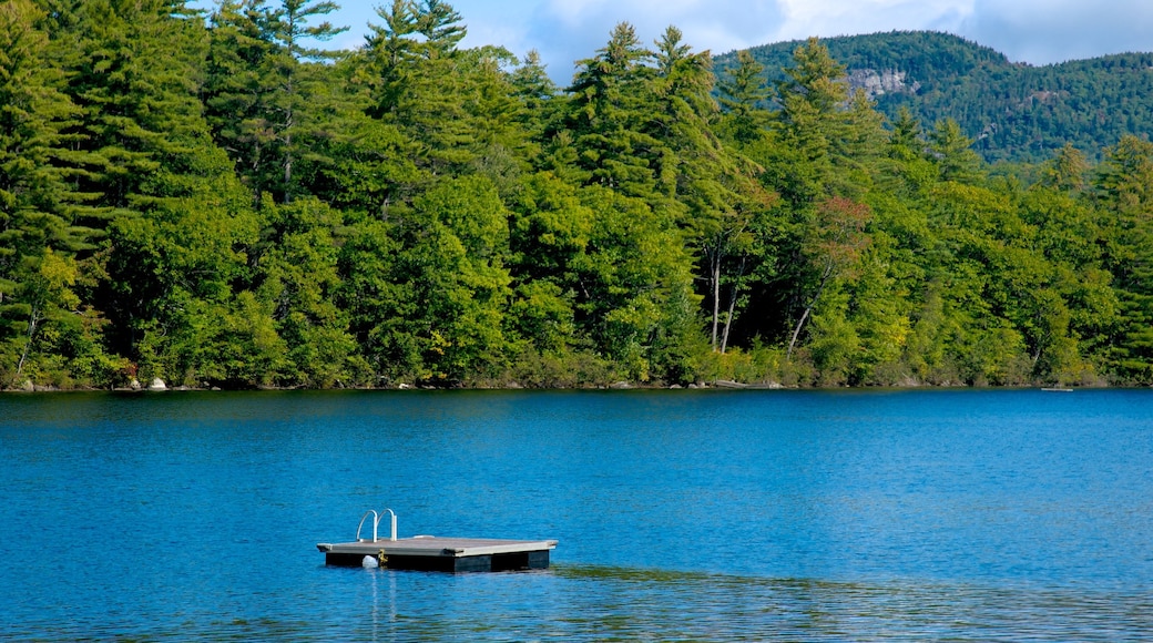 Stoneham featuring forest scenes and a lake or waterhole