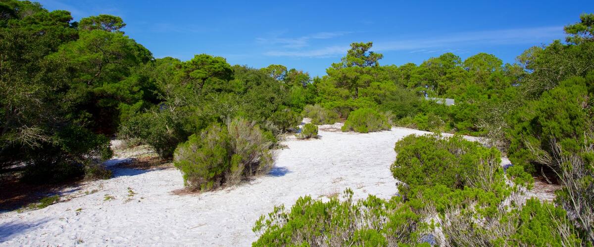 St. Andrews State Park แสดง ทิวทัศน์ที่เงียบสงบ และ ทิวทัศน์ป่า