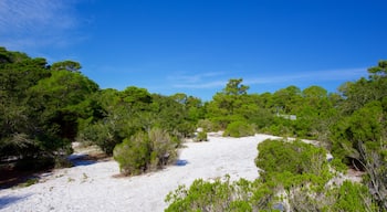St. Andrews State Park showing forests and tranquil scenes