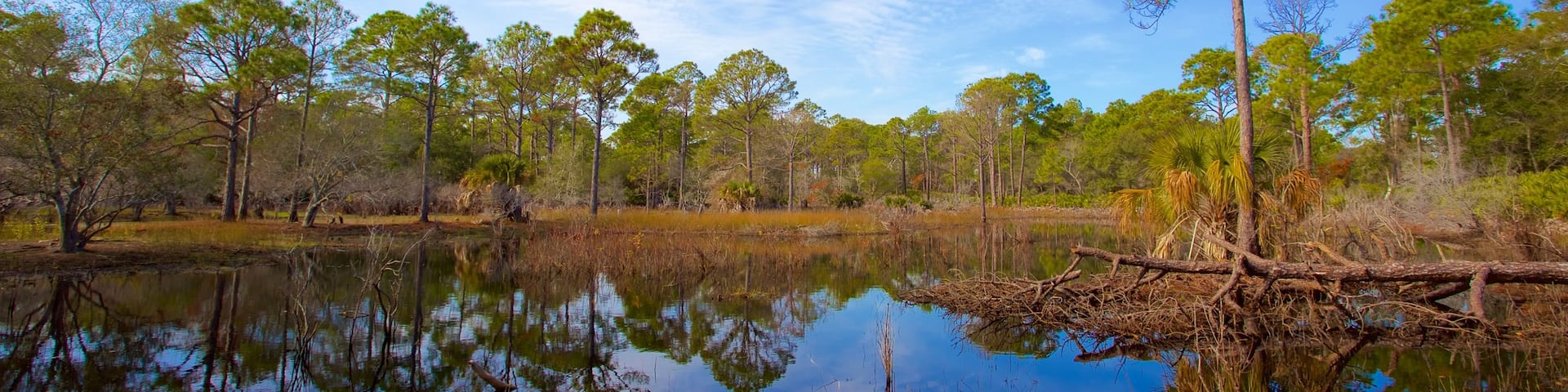 St. Andrews State Park which includes a lake or waterhole, forests and tranquil scenes